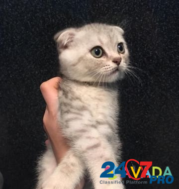 Шатланская вислоухий котёнок мальчик окрас серебри Makhachkala - photo 2