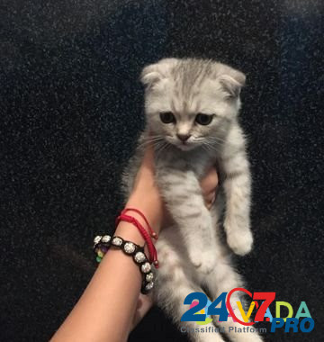 Шатланская вислоухий котёнок мальчик окрас серебри Makhachkala - photo 3