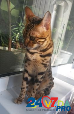 Бенгальская кошка Тобольск - изображение 3