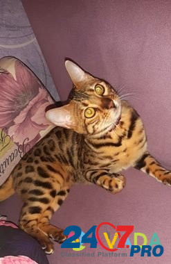 Бенгальская кошка Тобольск - изображение 4