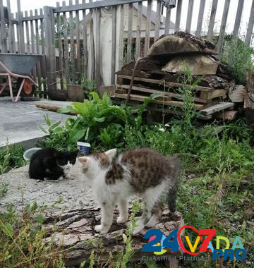Котенок Barnaul - photo 2