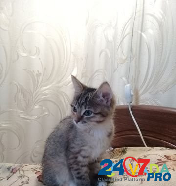 Отдам котёнка Perm - photo 1