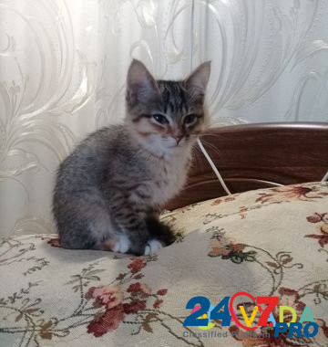 Отдам котёнка Perm - photo 2