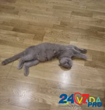 Котята Velikovechnoye - photo 2