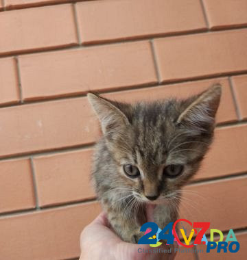 Котята Volgodonsk - photo 4