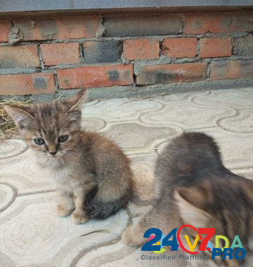 Котята Volgodonsk - photo 2