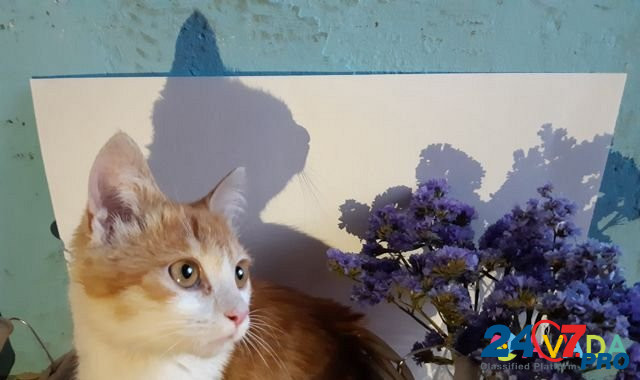 Кошка Penza - photo 1