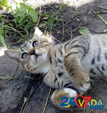 Котята Lipetsk - photo 5