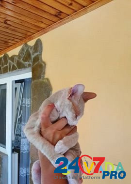 Кот сфинкс велюр Севастополь - изображение 4
