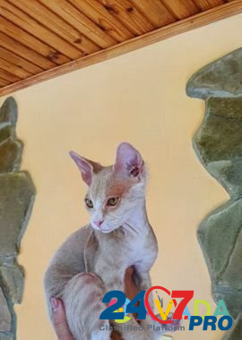 Кот сфинкс велюр Севастополь - изображение 6