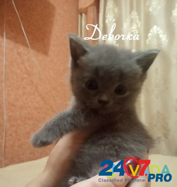 Продаются котята Kirsanov - photo 3
