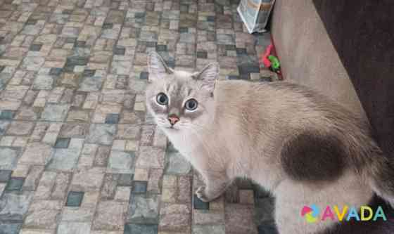 Ищет хозяина тайский котик Тэо Новосибирск