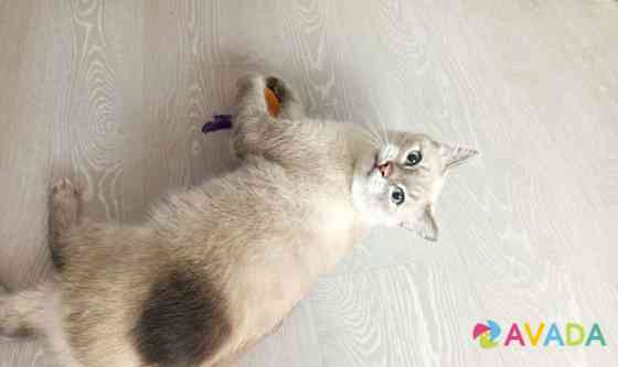 Ищет хозяина тайский котик Тэо Novosibirsk