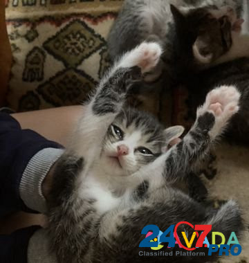 Котятки в добрые и надежные руки Нижний Новгород - изображение 4
