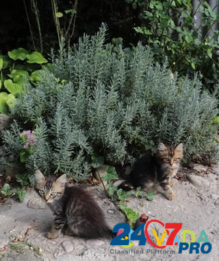 Котята Simferopol - photo 7
