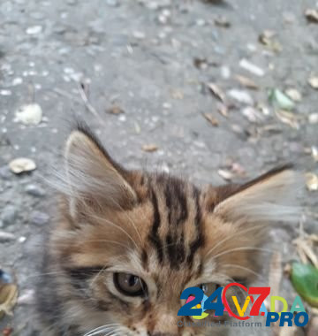 Котята Simferopol - photo 1