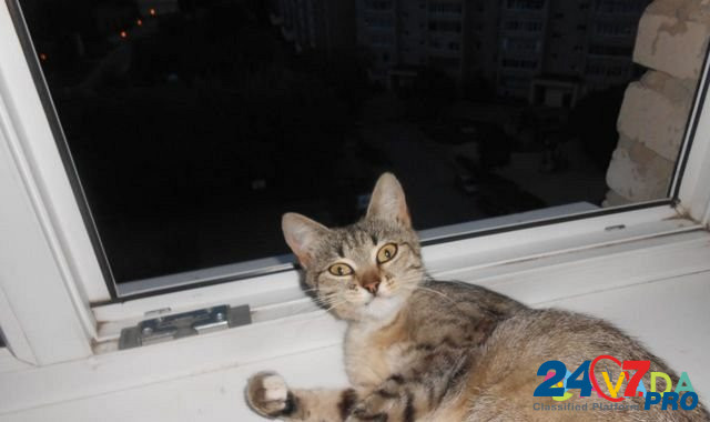 Кошка в добрые руки Ryazan' - photo 5