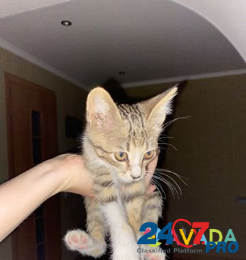 Кошка Belgorod - photo 1