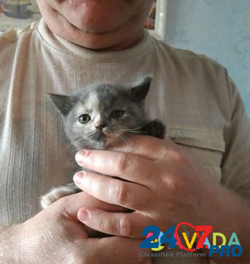 Кошка Zverevo - photo 2