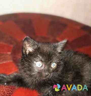 Котёнок "Черная молния" Рязань