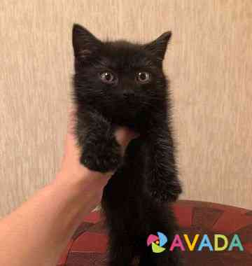 Котёнок "Черная молния" Ryazan'