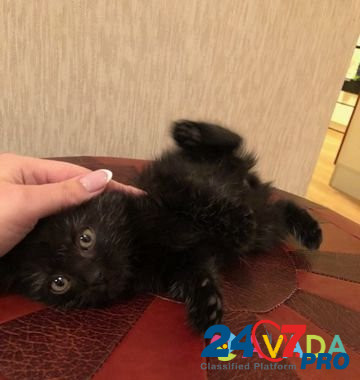 Котёнок "Черная молния" Ryazan' - photo 3