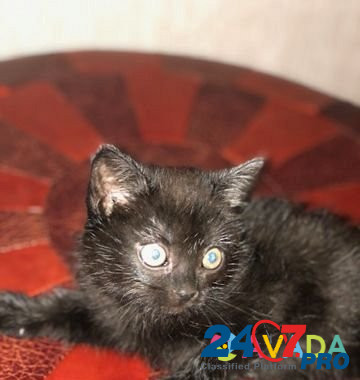 Котёнок "Черная молния" Ryazan' - photo 4