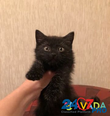 Котёнок "Черная молния" Ryazan' - photo 1