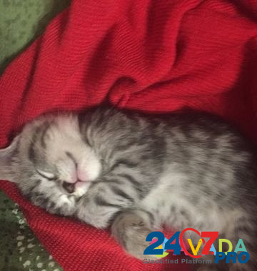 Кот Svetlyy - photo 2