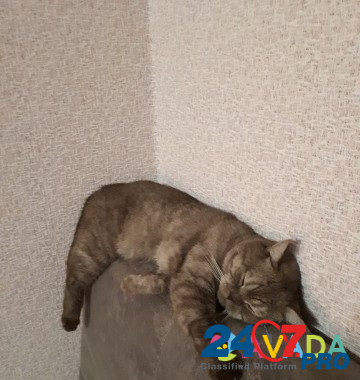 Вязка британский котик Краснодар - изображение 3