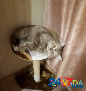 Вязка британский котик Краснодар - изображение 2
