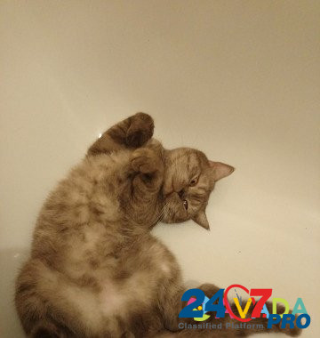 Вязка британский котик Краснодар - изображение 5