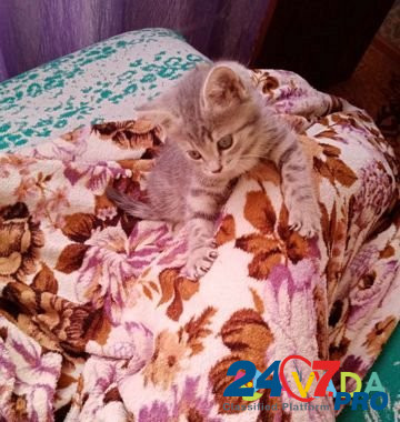 Кошка Barnaul - photo 1