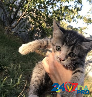 Милые котятки 1 месяц Волгоград - изображение 8