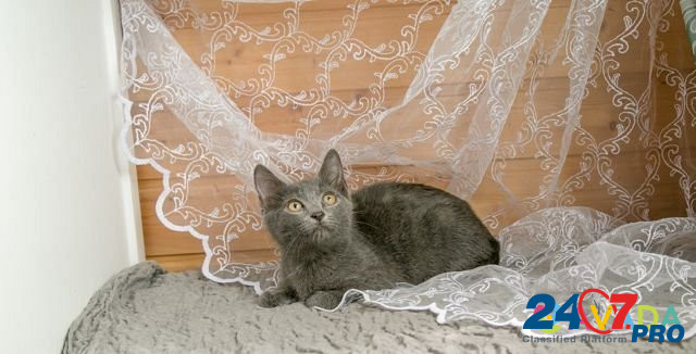 Котенок Дымок 3,5мес. Привит. Для квартиры.Привезе Novosibirsk - photo 5