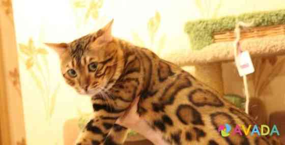 Бенгальский кот на вязку Домодедово