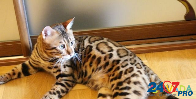 Бенгальский кот на вязку Домодедово - изображение 1