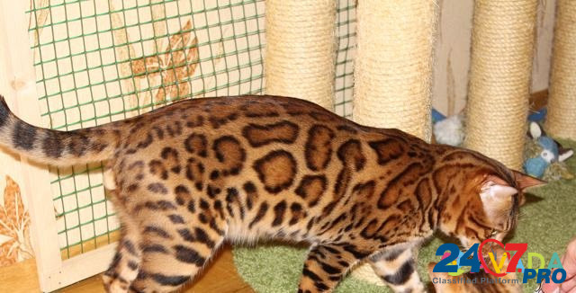 Бенгальский кот на вязку Домодедово - изображение 3