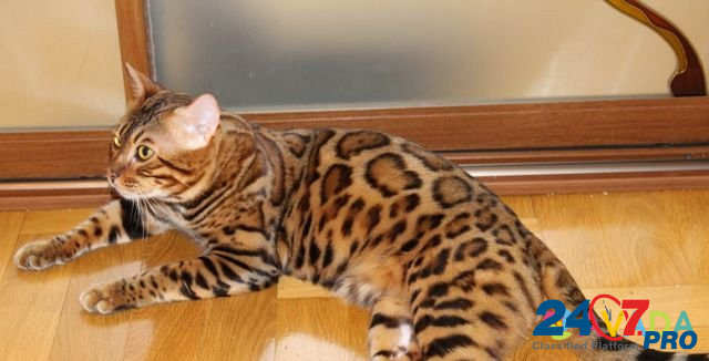 Бенгальский кот на вязку Домодедово - изображение 5