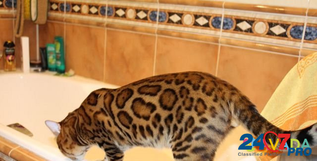 Бенгальский кот на вязку Домодедово - изображение 2