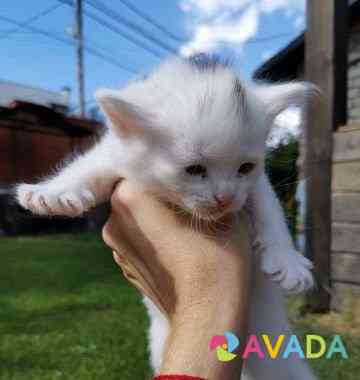 Котята в добрые руки Saratov