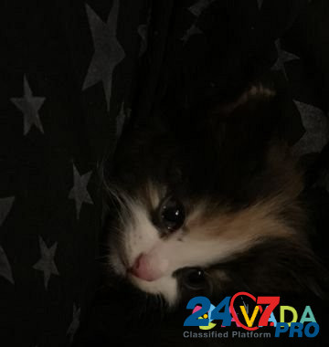 Кошка Vologda - photo 1