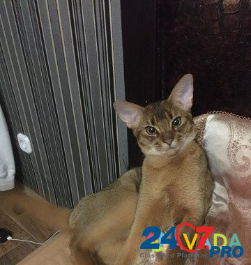 Вязка с Абиссинским котом Bryanskoye - photo 3