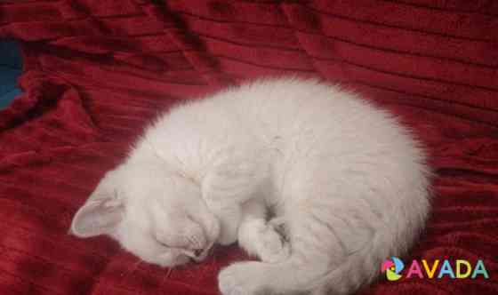 Шотландский прямоухий котенок-девочка белая с сере Vidnoye