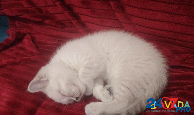 Шотландский прямоухий котенок-девочка белая с сере Vidnoye - photo 1