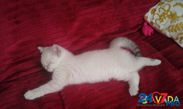 Шотландский прямоухий котенок-девочка белая с сере Vidnoye - photo 2