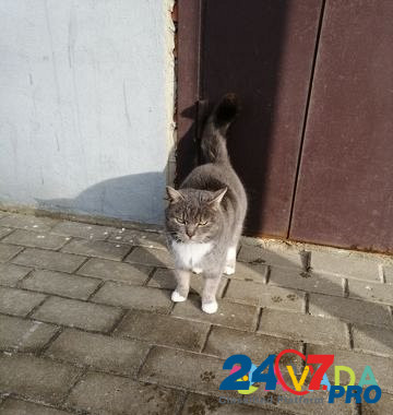 Кошечка, стерилизованная, молодая, лаковая Белгород - изображение 5