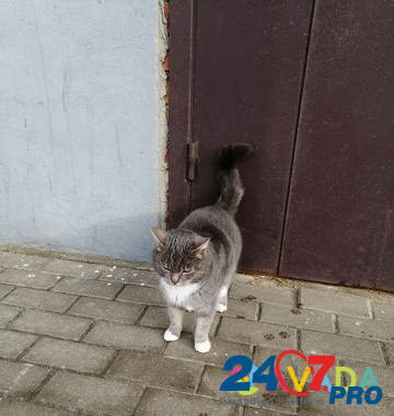 Кошечка, стерилизованная, молодая, лаковая Белгород - изображение 6