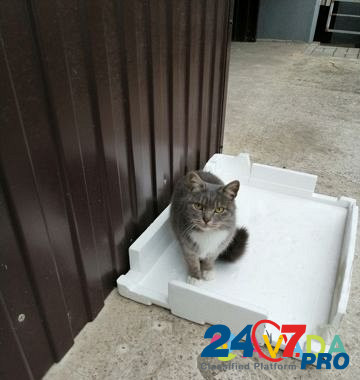 Кошечка, стерилизованная, молодая, лаковая Belgorod - photo 2