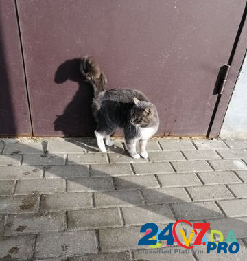 Кошечка, стерилизованная, молодая, лаковая Белгород - изображение 7